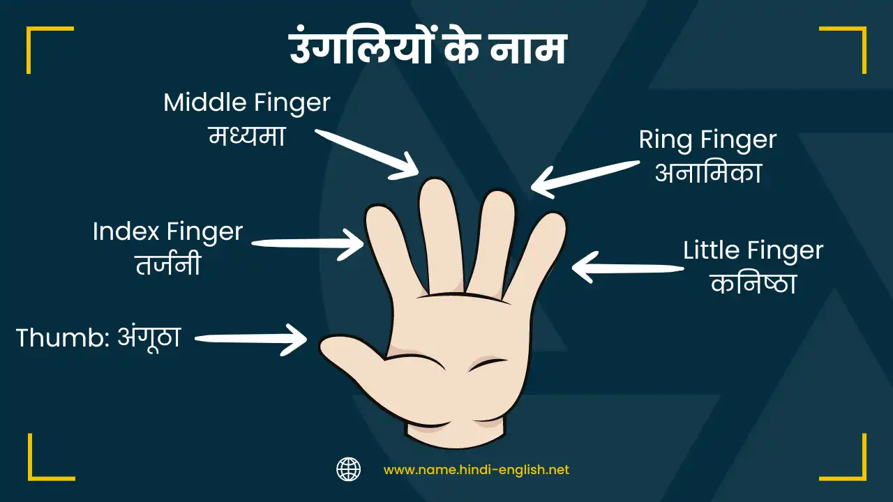 5 fingers name in hindi and english with pictures