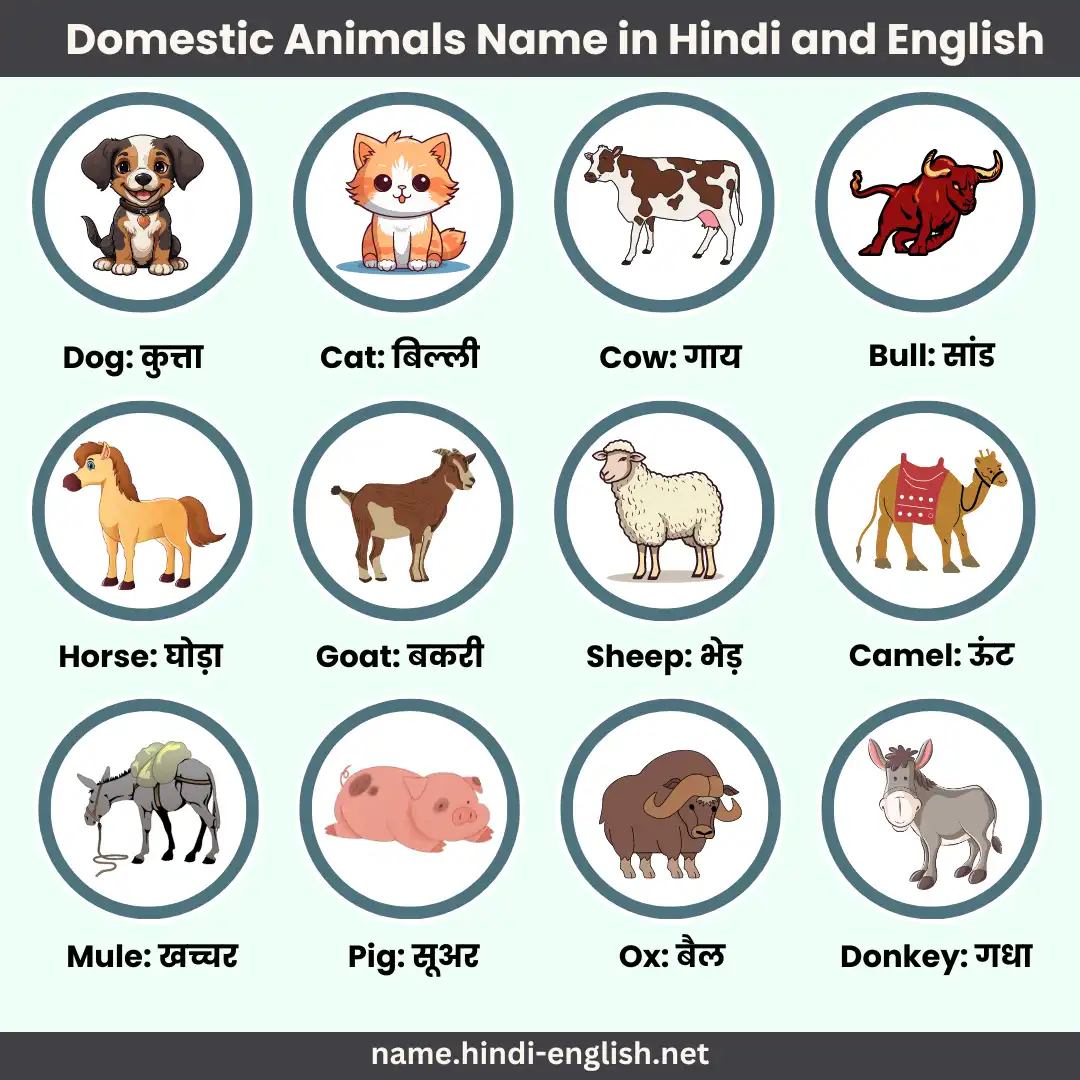 domestic animals name in hindi and english with pictures