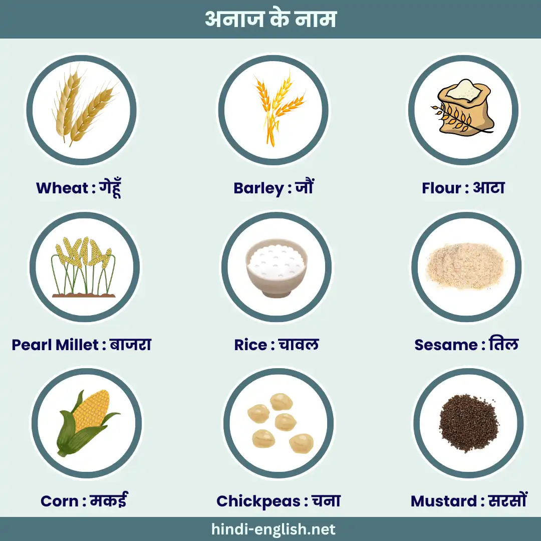 grains name in hindi and english with pictures