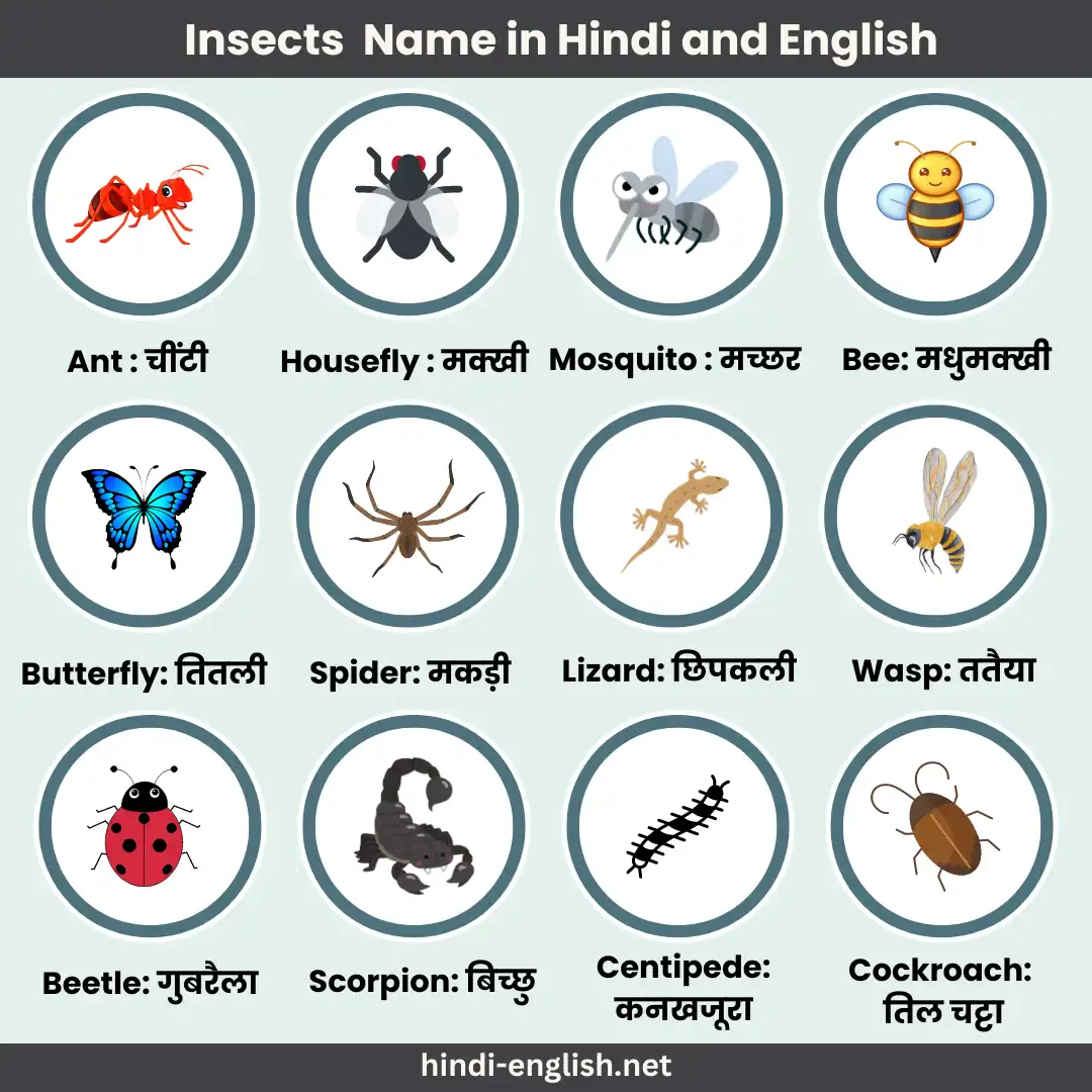 insects name in hindi and english with pictures